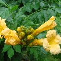 Campsis radicans 'Flava' fleur